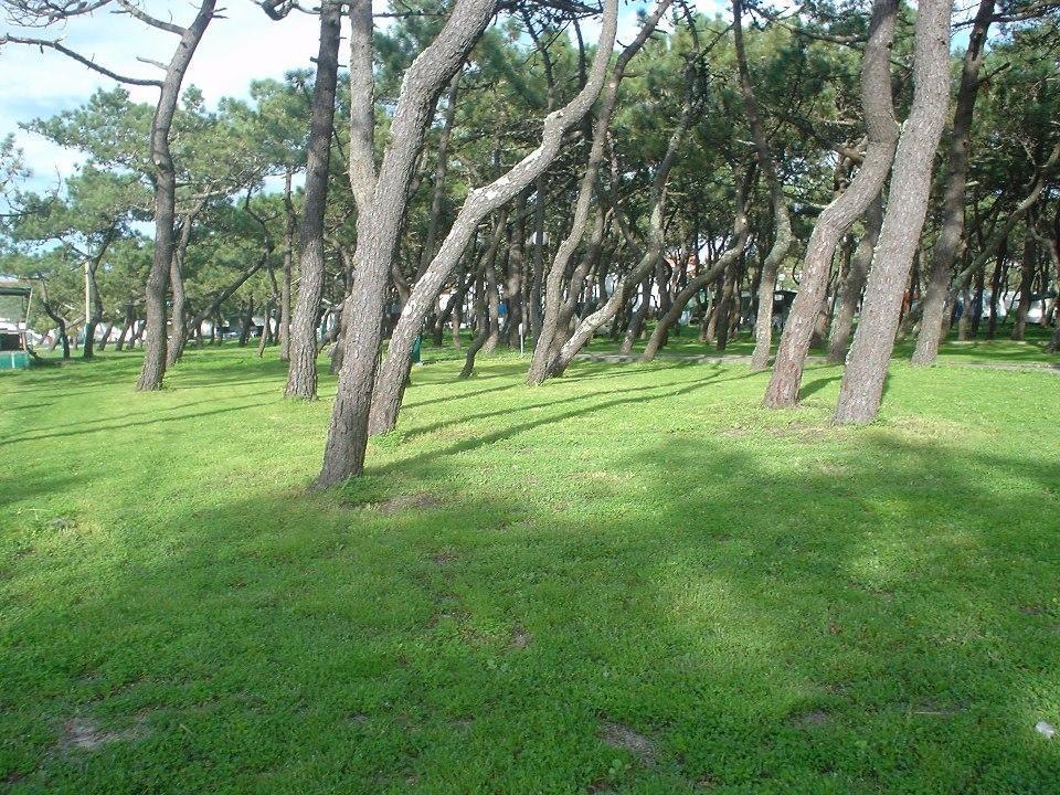 Parque De Campismo Da Praia Da Barra Gafanha da Nazaré Buitenkant foto